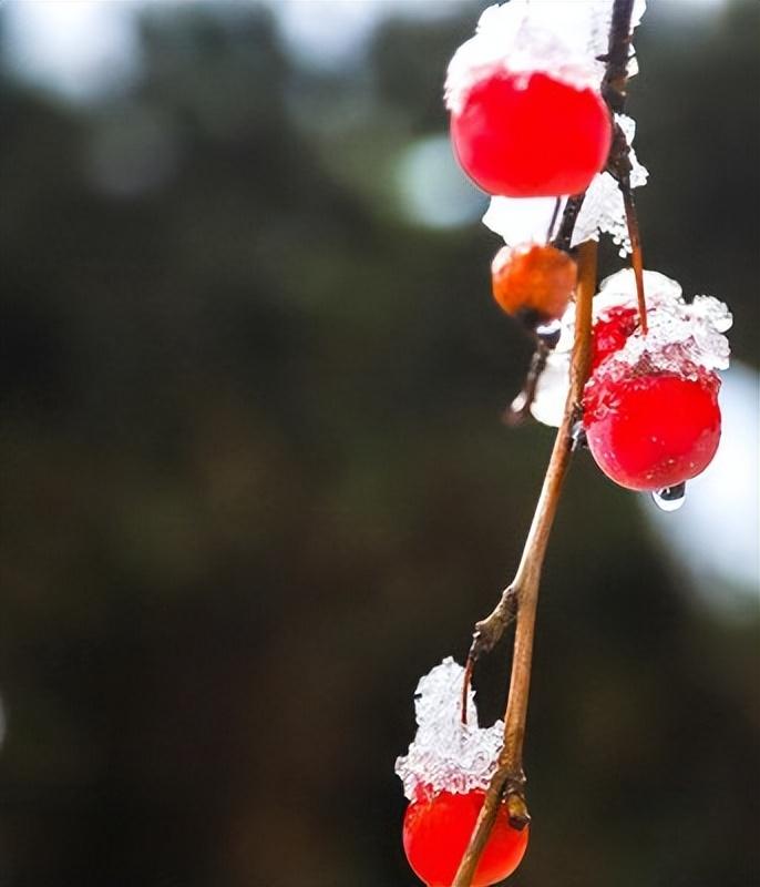 冬雪诗词古句有哪些（15首冬雪古诗）