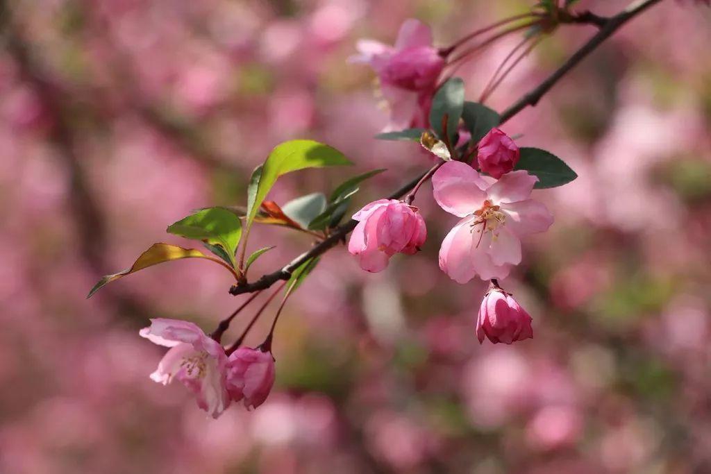 绿柳花红，炊烟袅袅（40首思乡古诗）