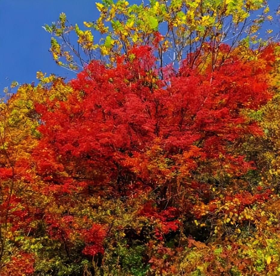 绿柳花红，炊烟袅袅（40首思乡古诗）