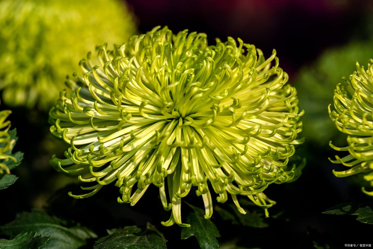 待到秋来九月八，我花开后百花杀（推荐12首咏菊花诗词）