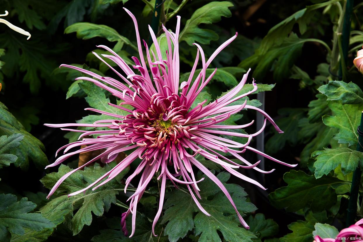 待到秋来九月八，我花开后百花杀（推荐12首咏菊花诗词）