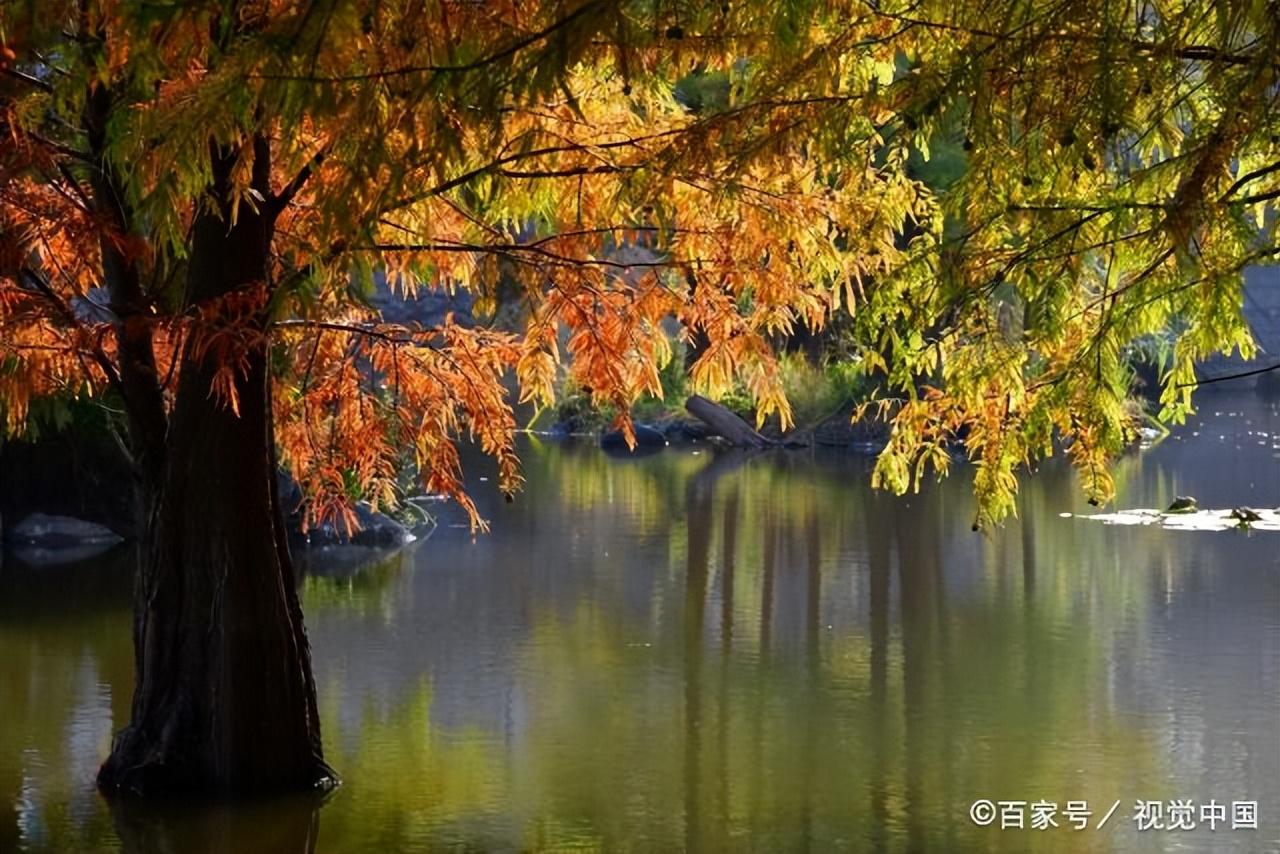 风吹一片叶，万物已惊秋（经典30首清秋诗词）