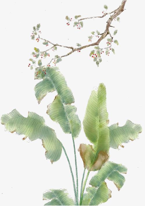 闲愁几许，梦逐芭蕉雨（经典12首雨打芭蕉诗词）