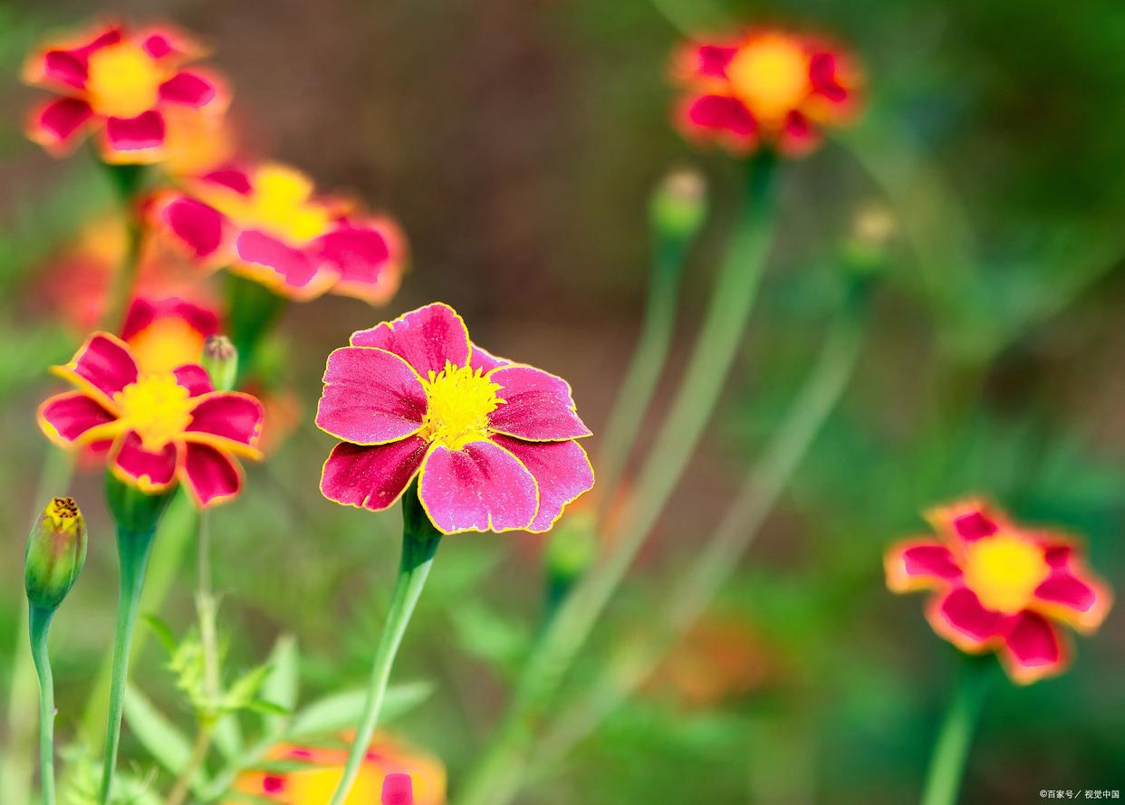 山重水复疑无路，柳暗花明又一村（经典11首高情商诗词）