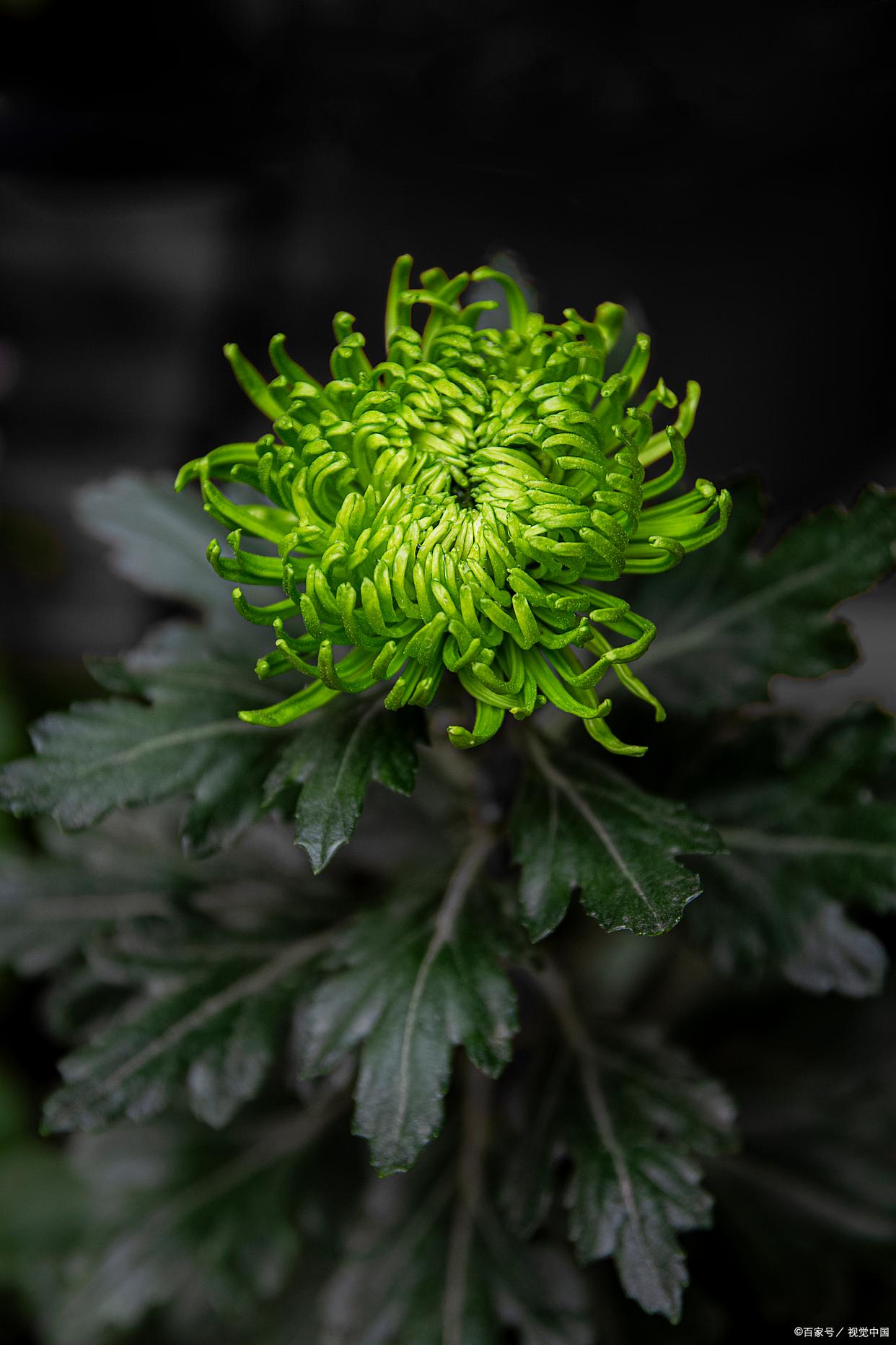 宁可枝头抱香死，何曾吹落北风中（8首咏菊经典古诗）