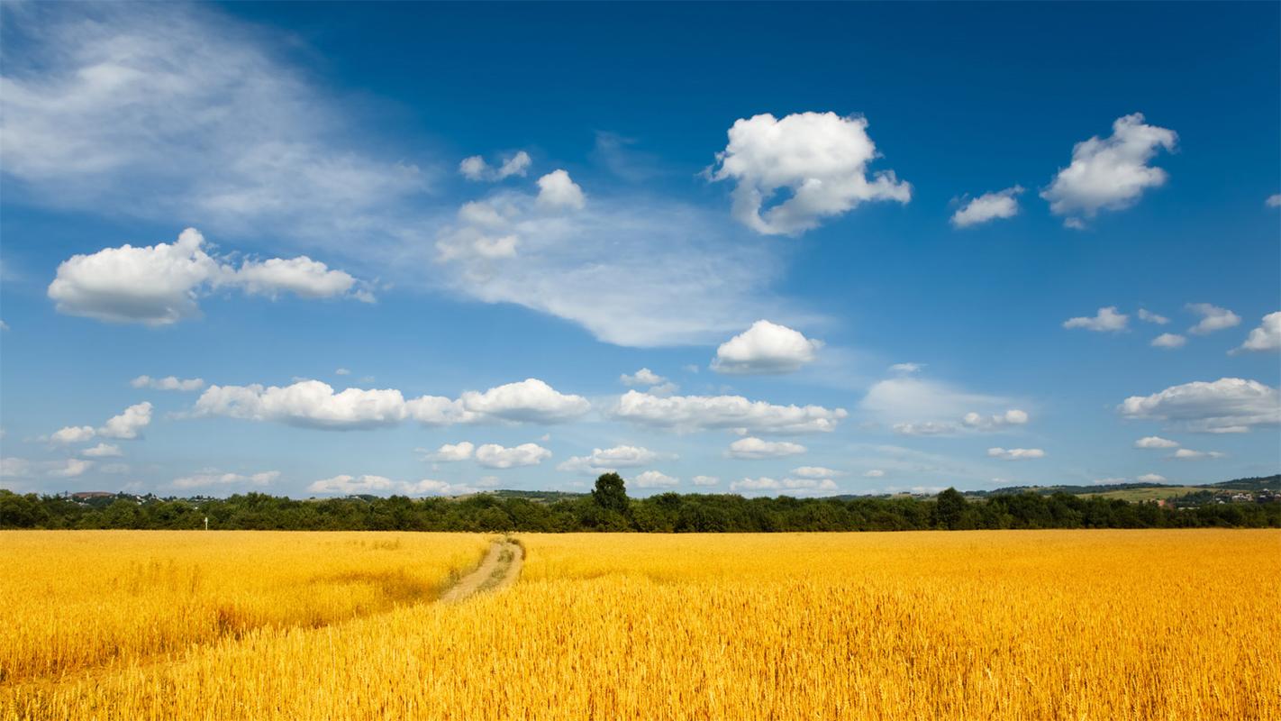 乡下的风景高中作文（《夏天的风景》）