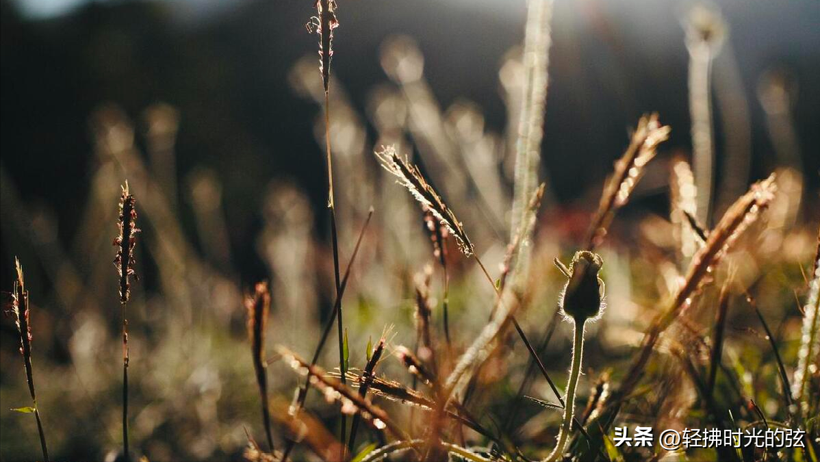 绝美夕阳古诗词15首（人言落日是天涯，望极天涯不见家）