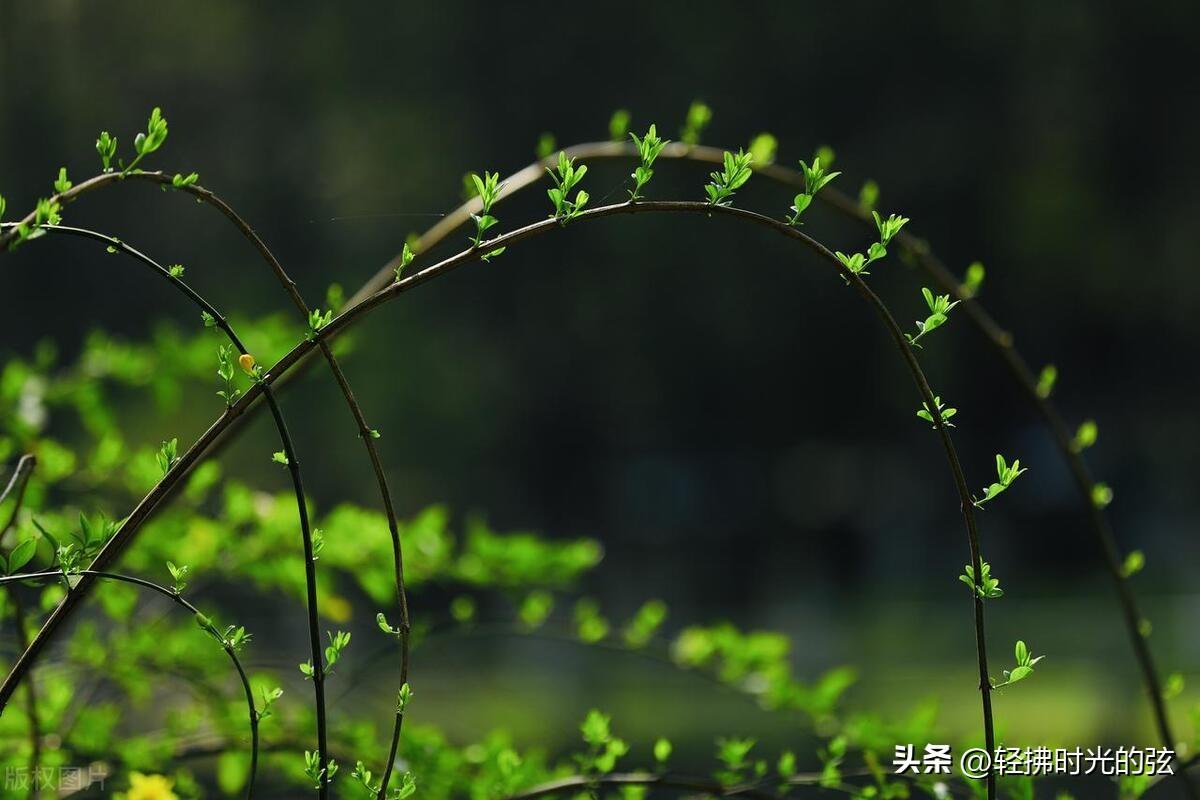 刘长卿经典唐诗十首鉴赏（青山独归远，闲花落无声）