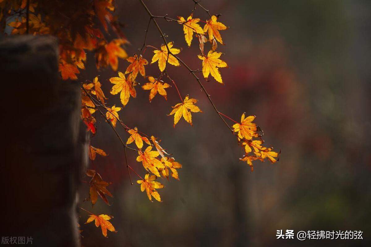 刘长卿经典唐诗十首鉴赏（青山独归远，闲花落无声）