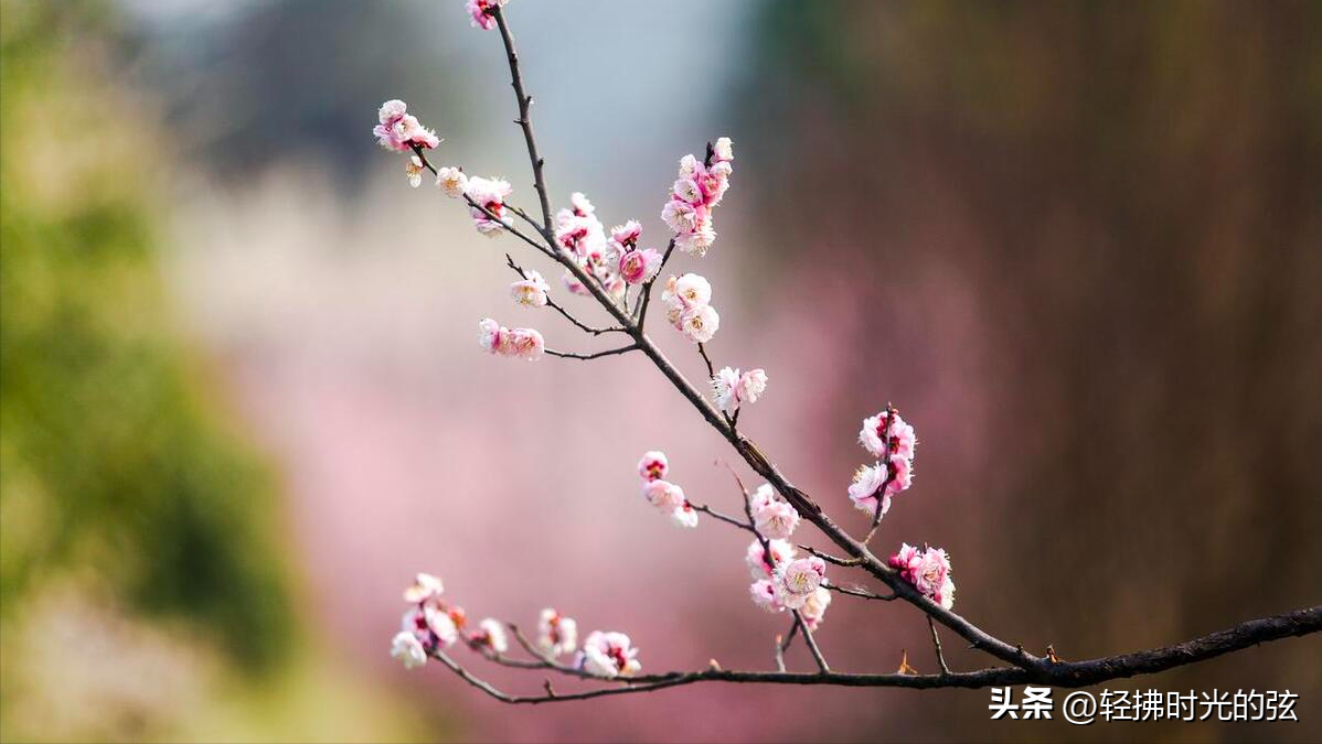 卜算子经典古诗词大全，六首《卜算子》