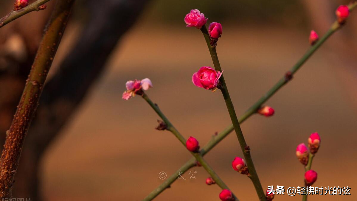 卜算子经典古诗词大全，六首《卜算子》