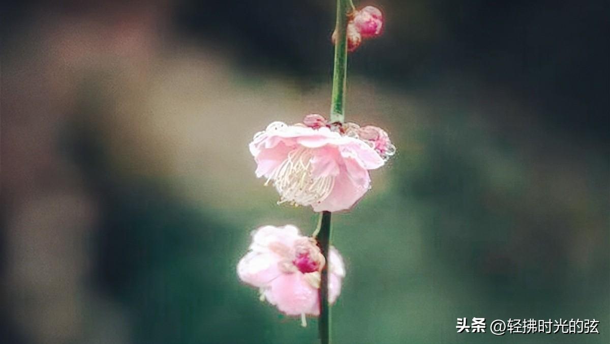 山抹微云，乱红如雨（经典婉约诗词六首）