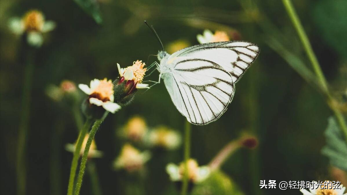 蝶恋花意境经典诗词，六首《蝶恋花》词