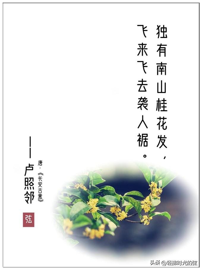 桂花安心经典诗词（八首清绝桂花诗词）