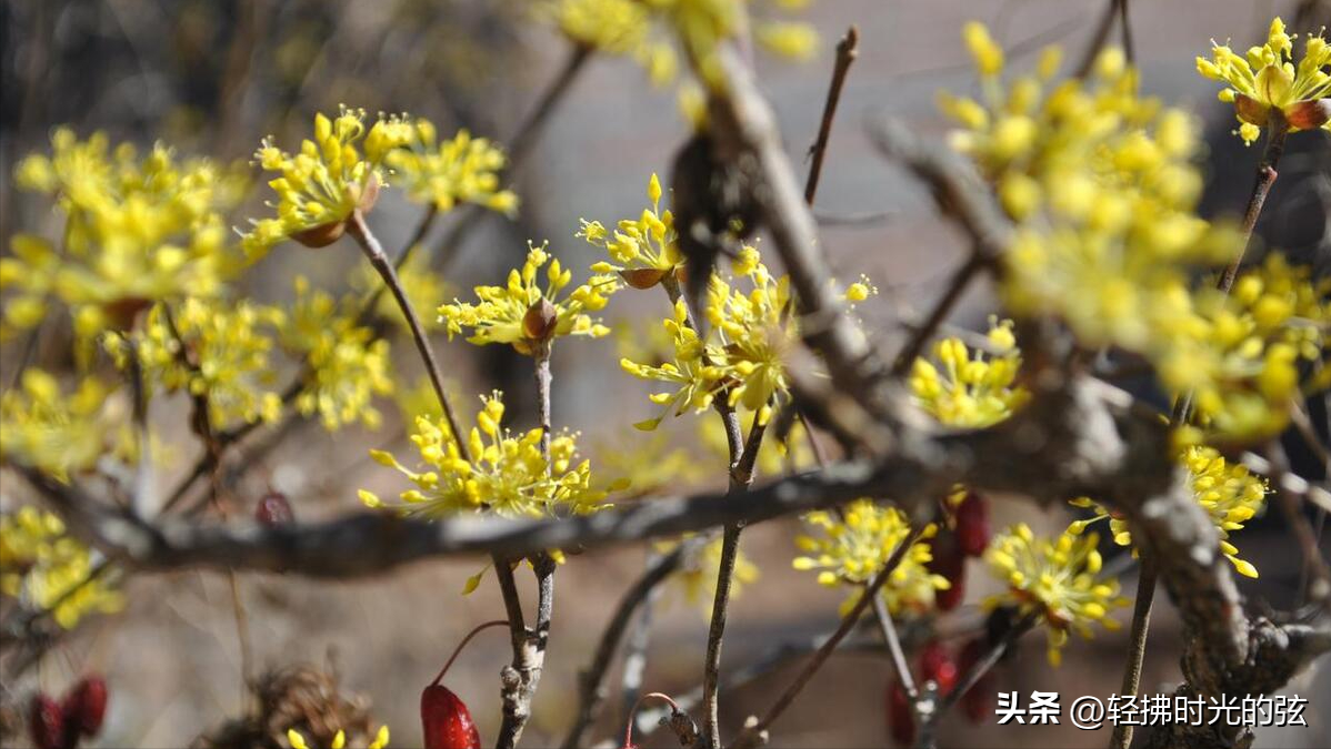 诉尽深秋温柔，道尽四季乡愁（8首唯美九月诗词）