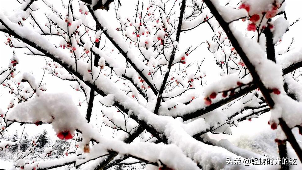 晴雪落长松，雪满长安道（36句唯美下雪诗词）