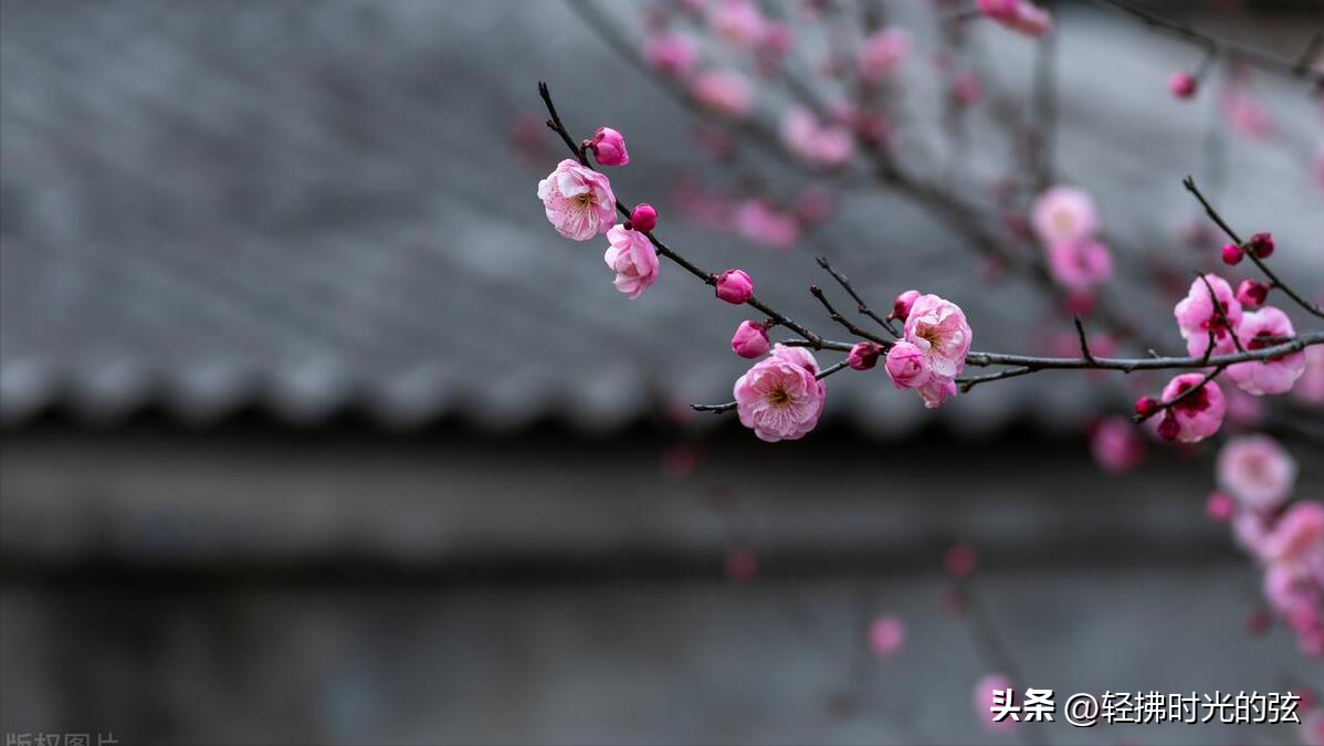 一朝红尘客，经历寒彻骨（精选十首唯美梅花诗词）