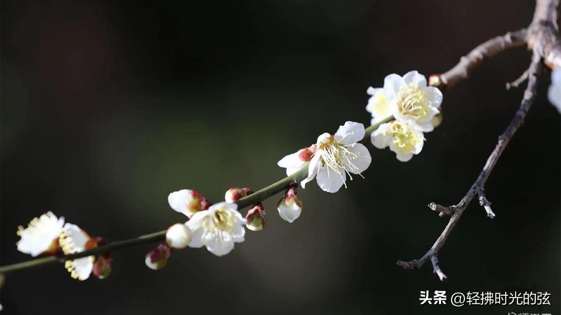 一朝红尘客，经历寒彻骨（精选十首唯美梅花诗词）