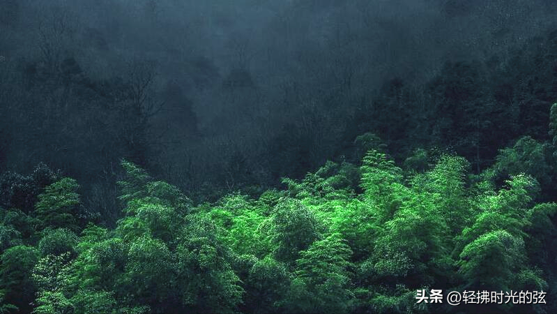 王维蔷薇经典诗词（王维经典诗词12首推荐）