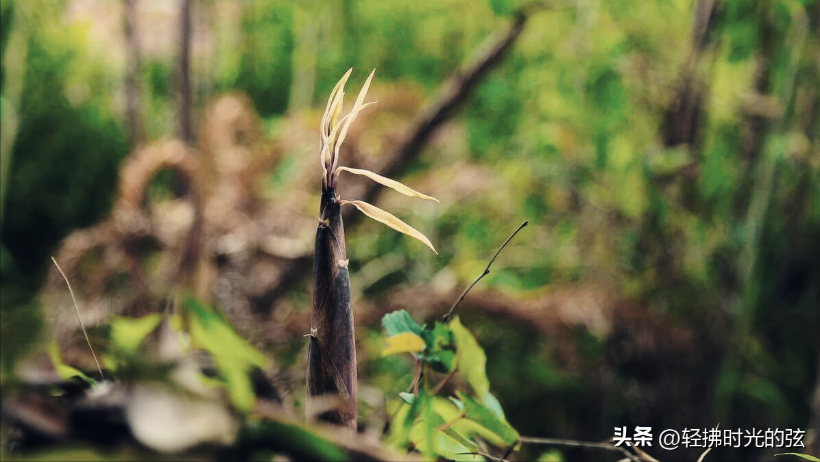 刘禹锡诗词名句精选（刘禹锡经典诗词12首）