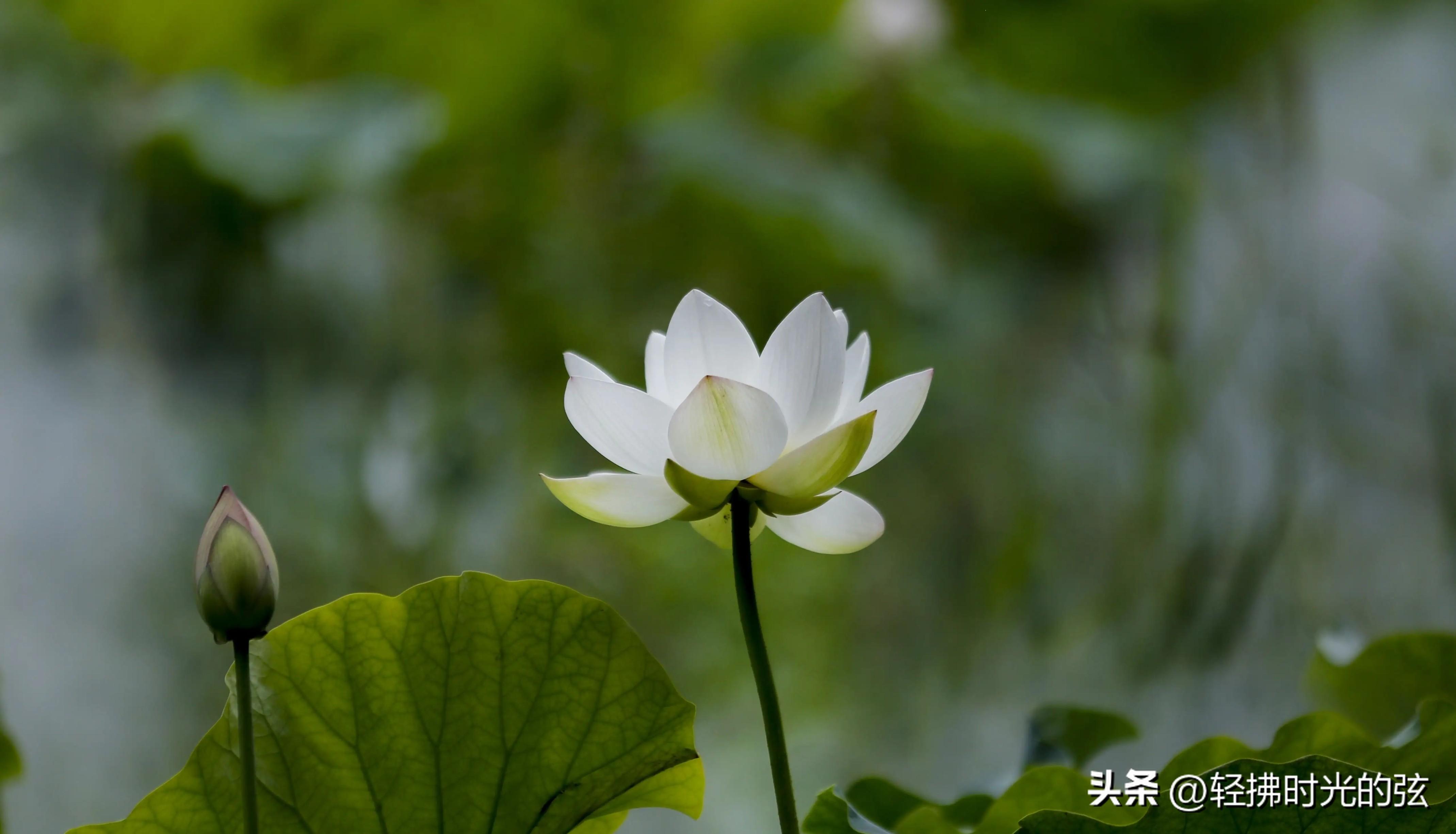 孟浩然诗词名句精选（孟浩然经典唐诗11首）