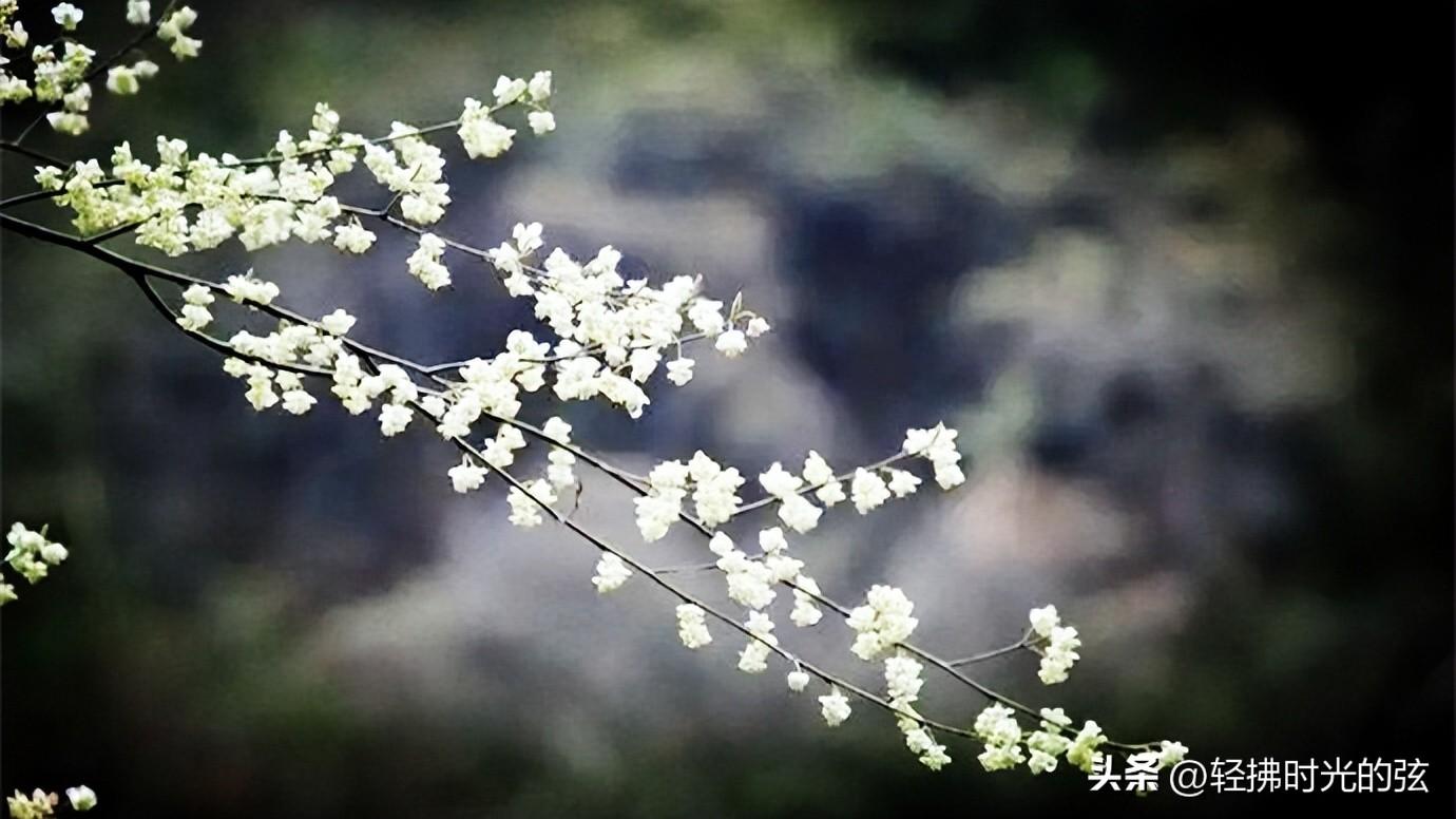 家***怀，起落人生（辛弃疾经典18句宋词）