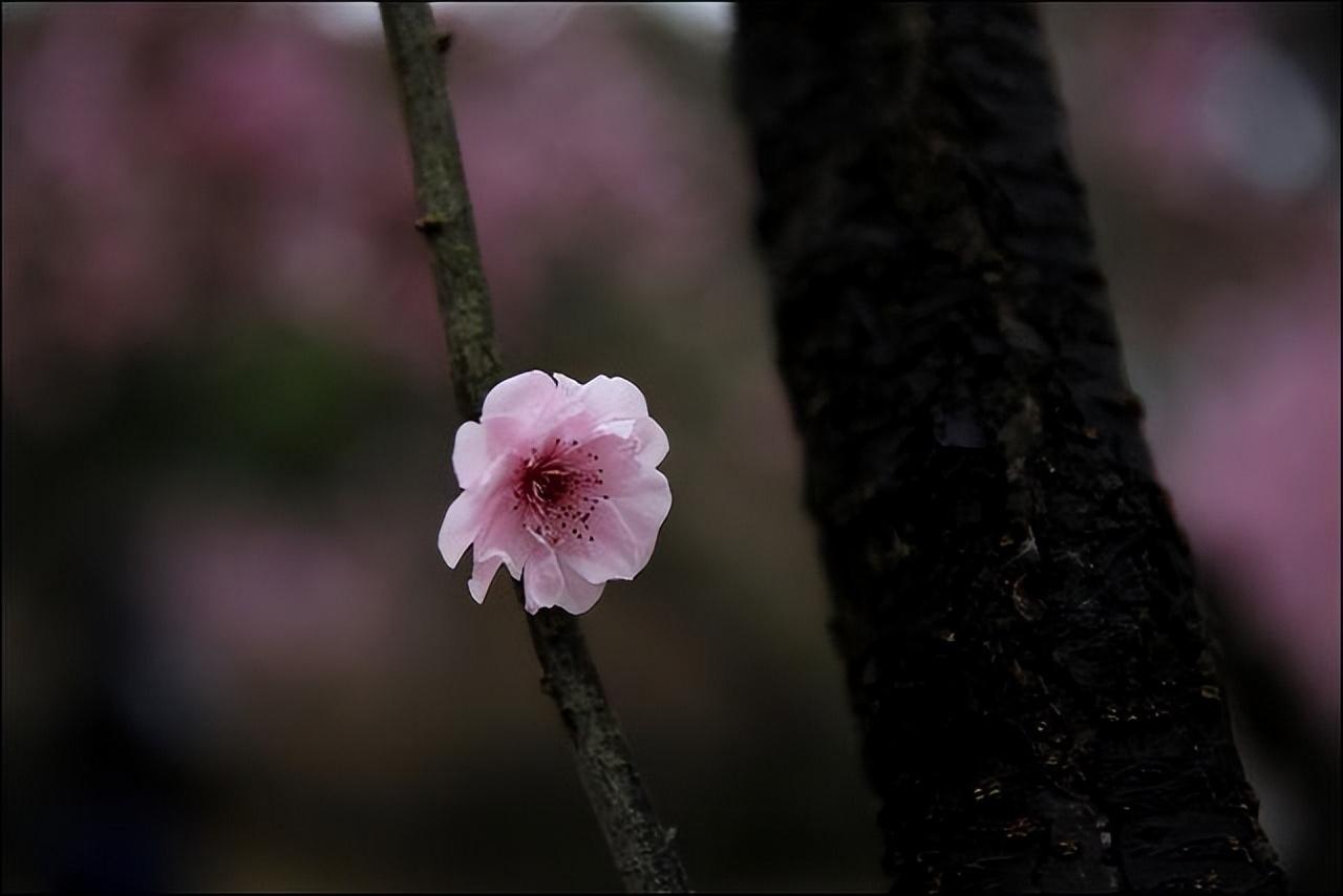 梅花大寒经典诗词（王安石诗词里的梅花）