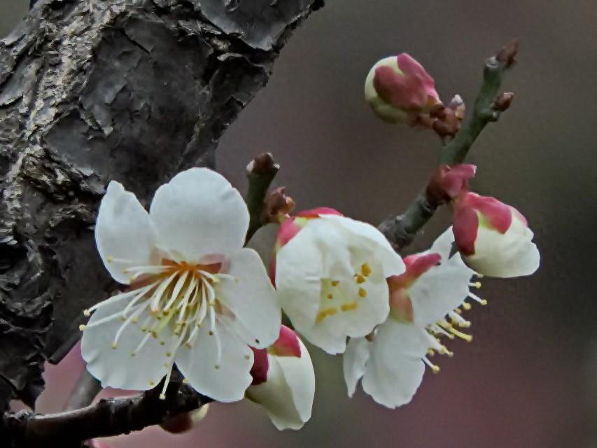 梅花大寒经典诗词（王安石诗词里的梅花）