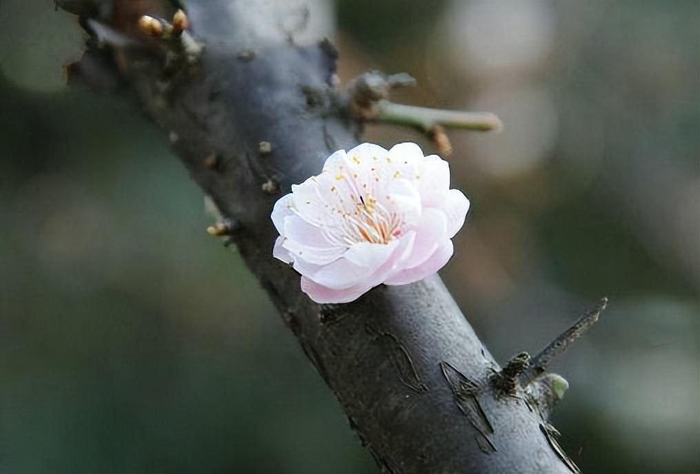 梅花大寒经典诗词（王安石诗词里的梅花）