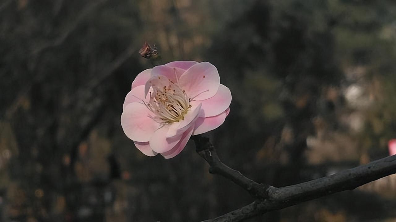 梅花大寒经典诗词（王安石诗词里的梅花）