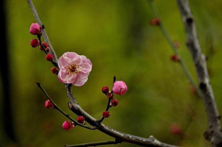 梅花大寒经典诗词（王安石诗词里的梅花）