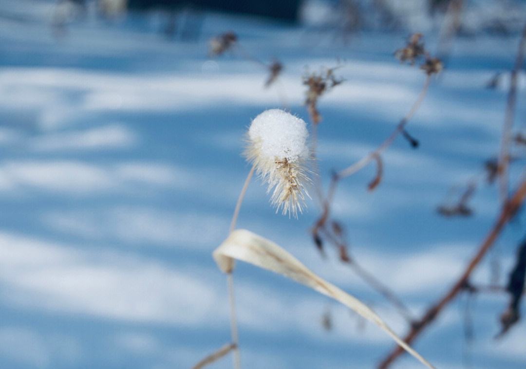 雪后经典诗词有哪些（十五首关于雪后的诗词）