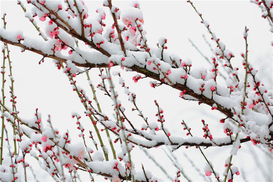 王安石咏雪经典诗词（唯有多情枝上雪，暗香浮动月黄昏）