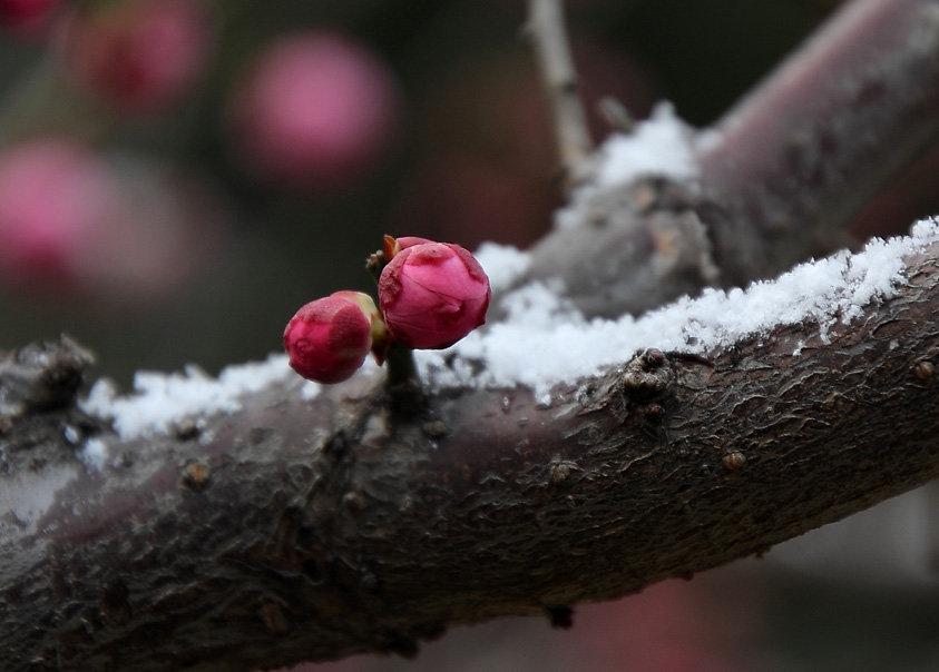 王安石咏雪经典诗词（唯有多情枝上雪，暗香浮动月黄昏）