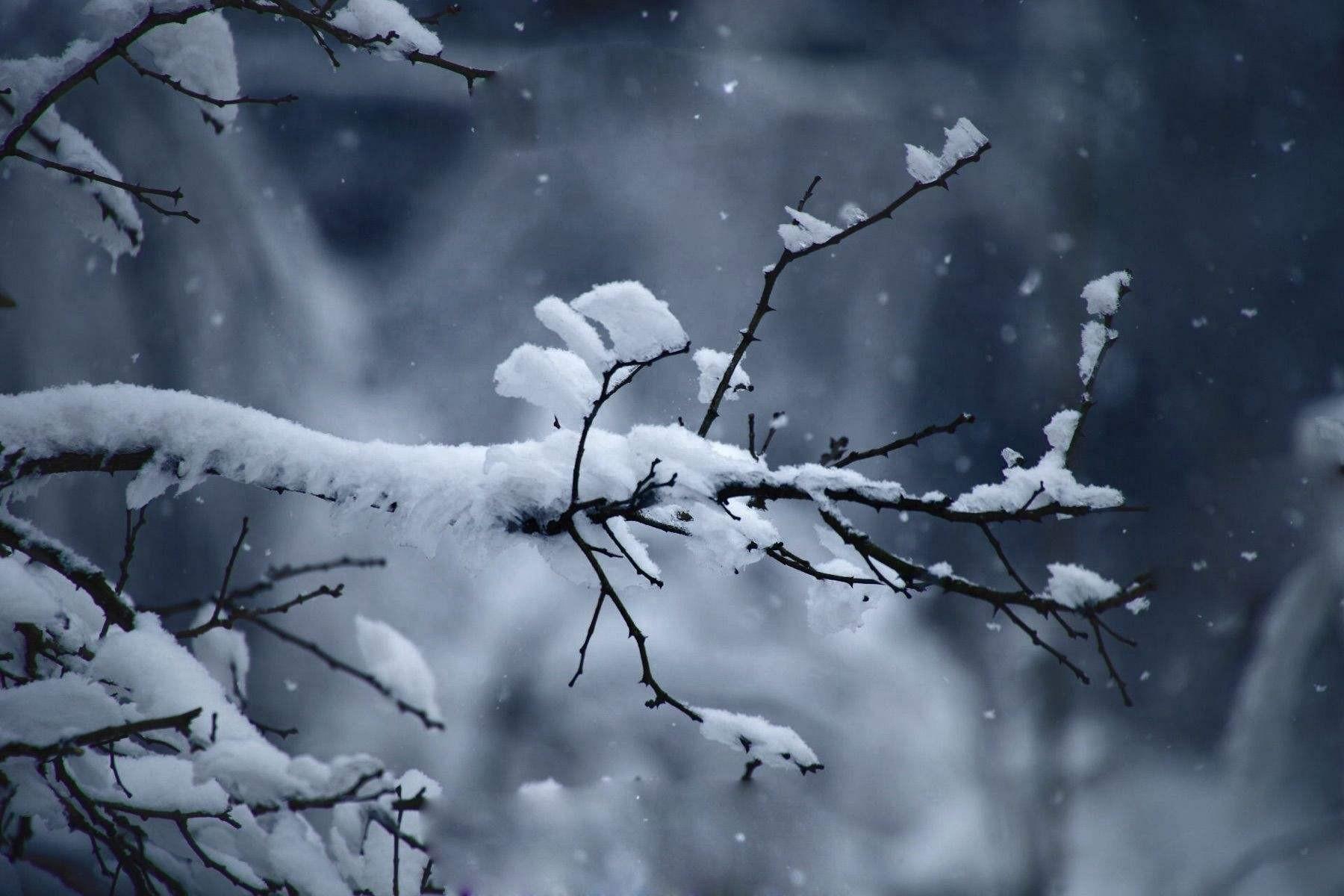 王安石咏雪经典诗词（唯有多情枝上雪，暗香浮动月黄昏）