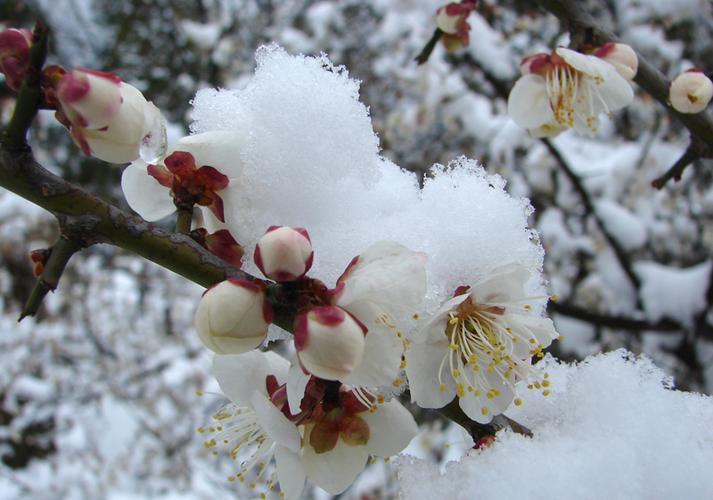 王安石咏雪经典诗词（唯有多情枝上雪，暗香浮动月黄昏）