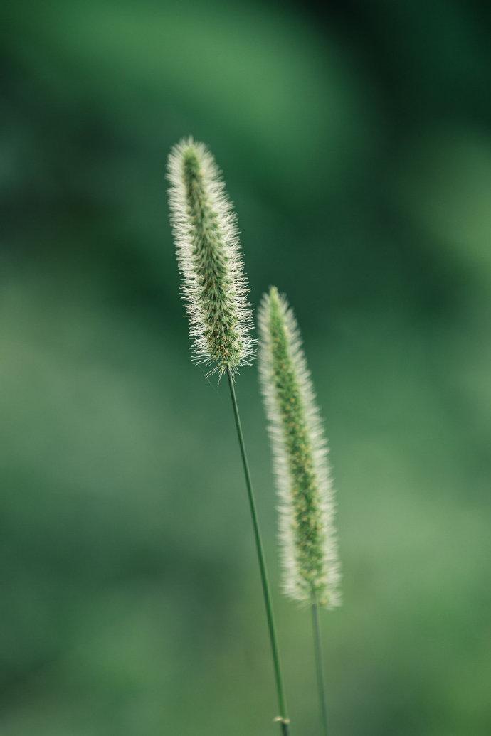 沈佺期经典诗词有哪些（沈佺期的十首古诗）