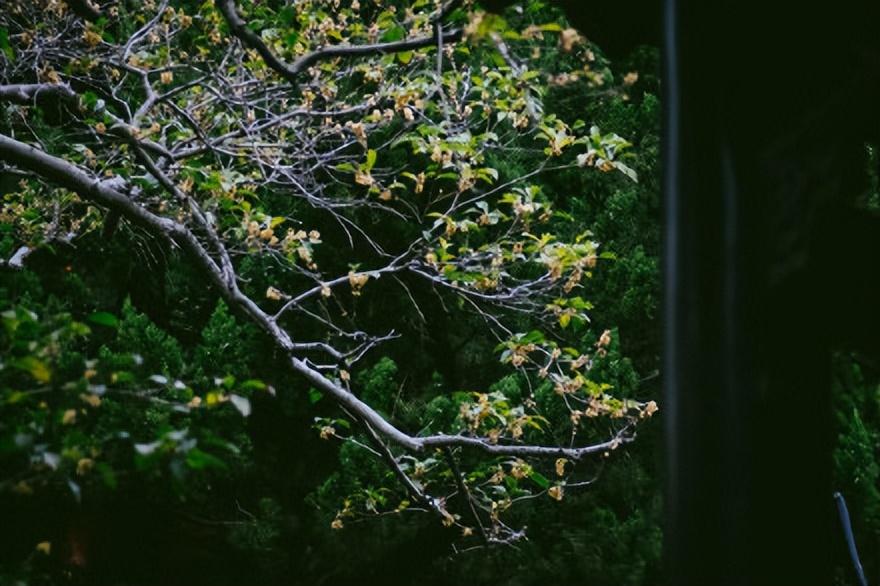 袁杼的十首诗词（芦花几朵明如雪，吹在横桥曲涧中）