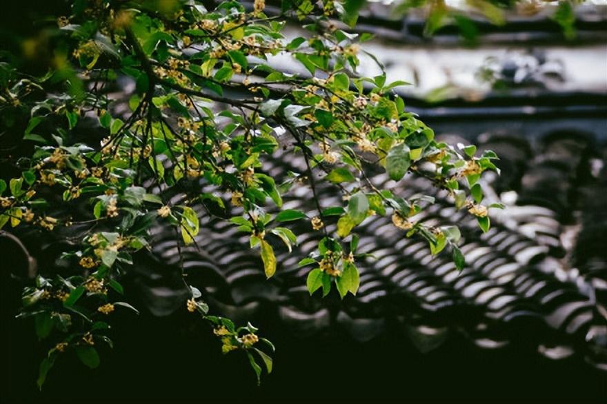 袁杼的十首诗词（芦花几朵明如雪，吹在横桥曲涧中）