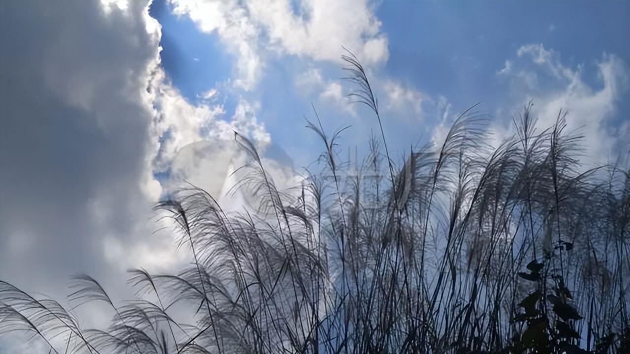 正此秋暮，当赏蒹葭（二十首芦花唯美诗词）