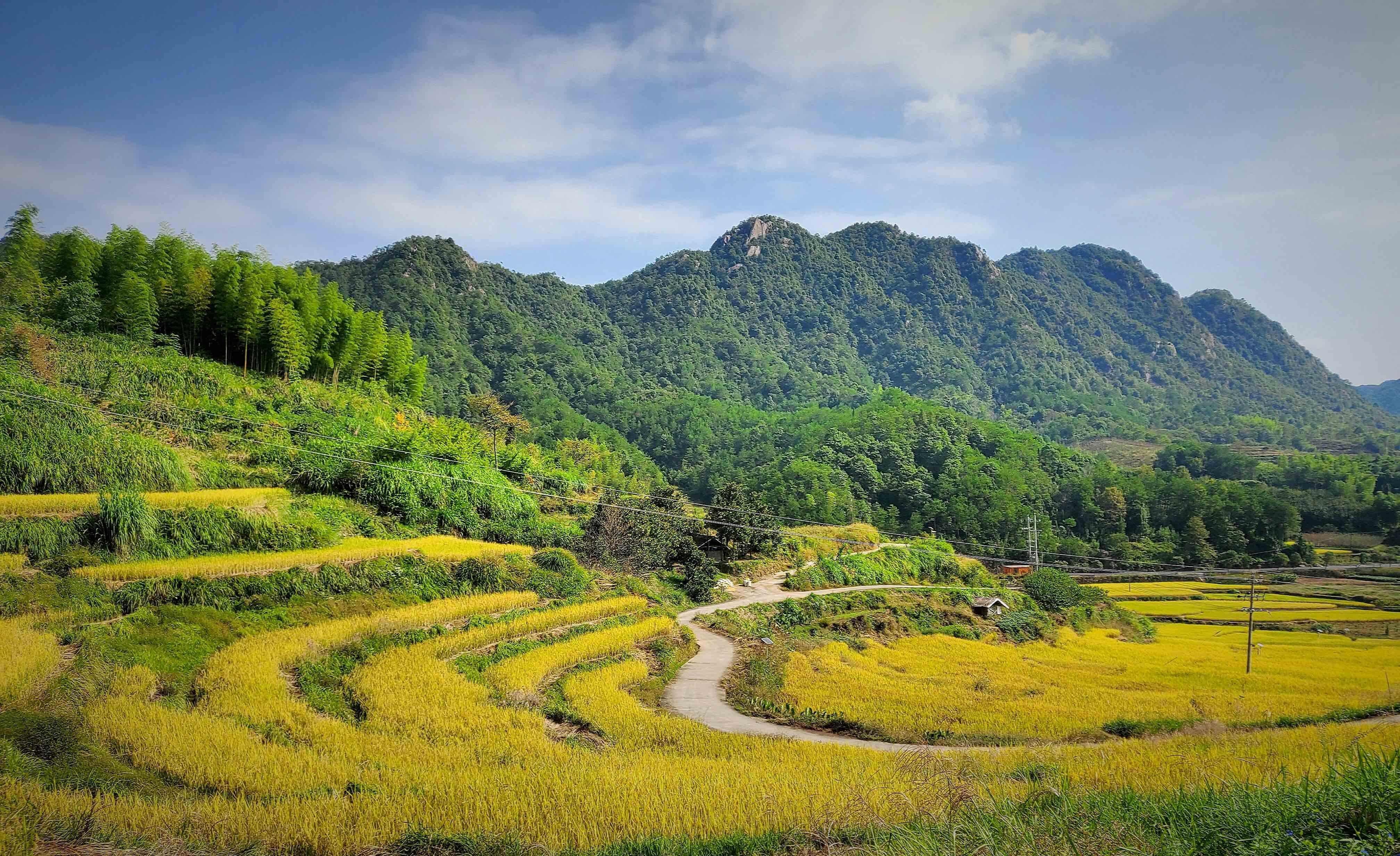 关于秋日山行的十五首诗词（停车坐爱枫林晚，霜叶红于二月花）