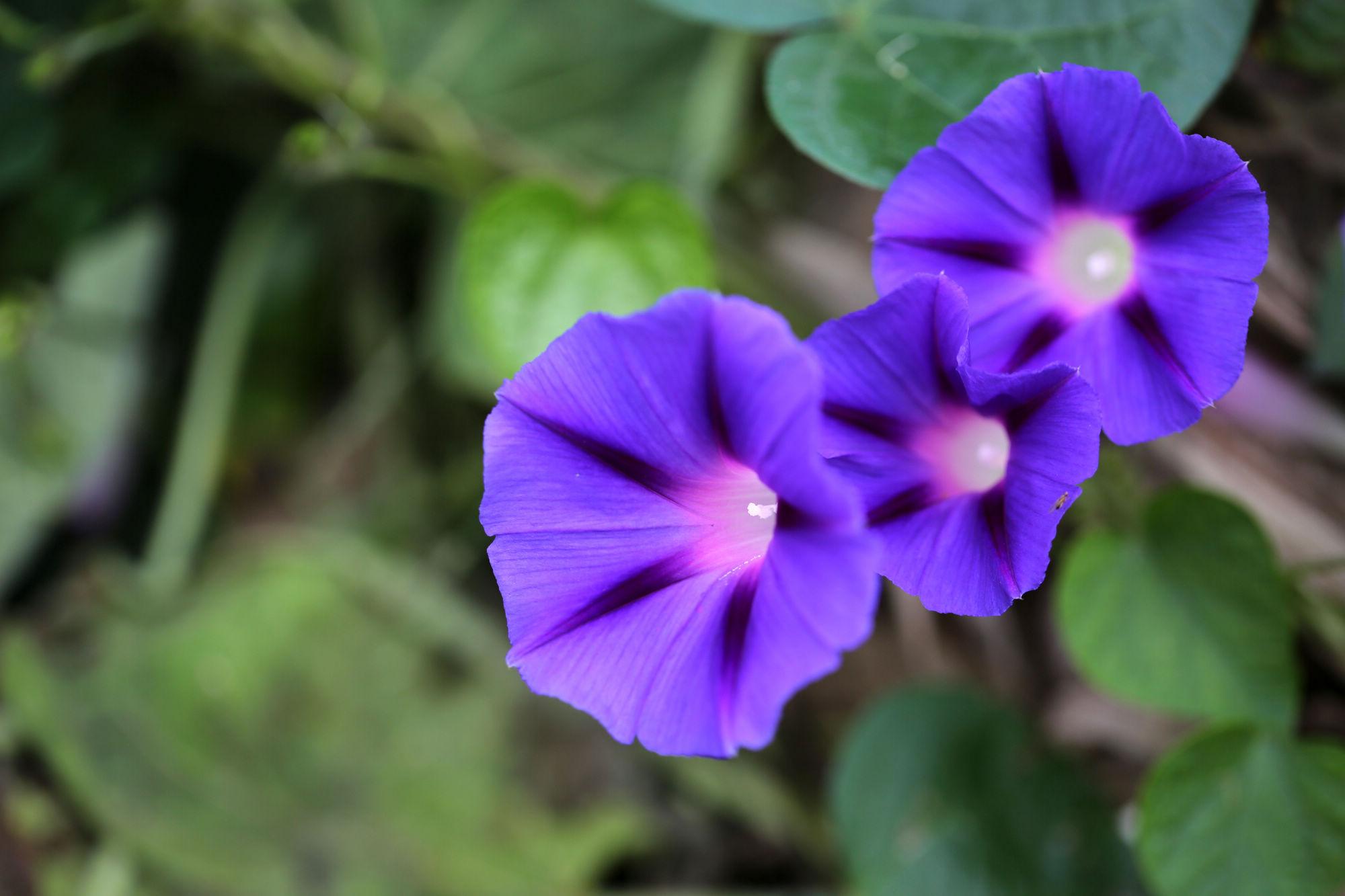 牵牛花唯美诗词大全（十首唯美的牵牛花诗词）