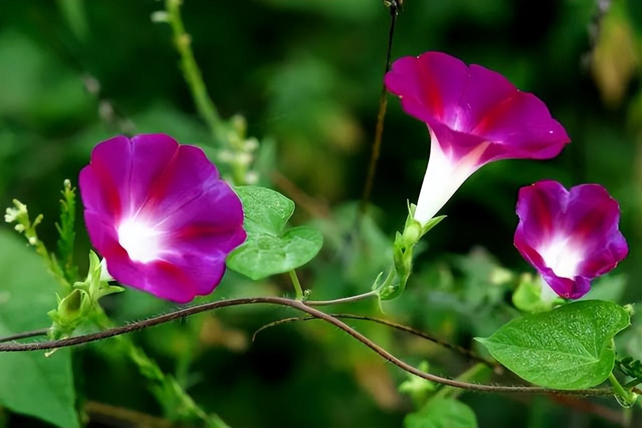 牵牛花唯美诗词大全（十首唯美的牵牛花诗词）