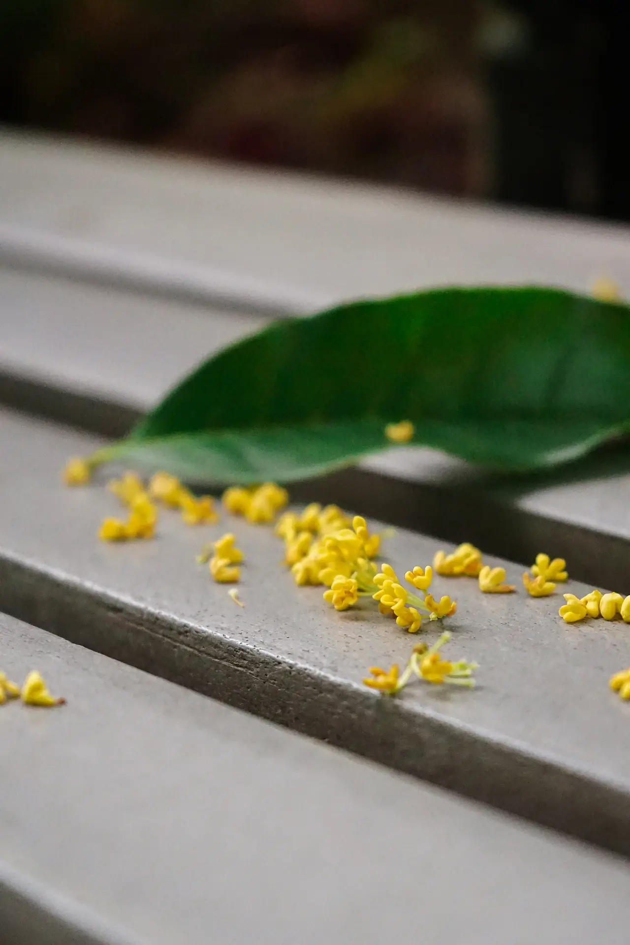 赞美桂花唯美诗词（十首唯美的桂花诗词）