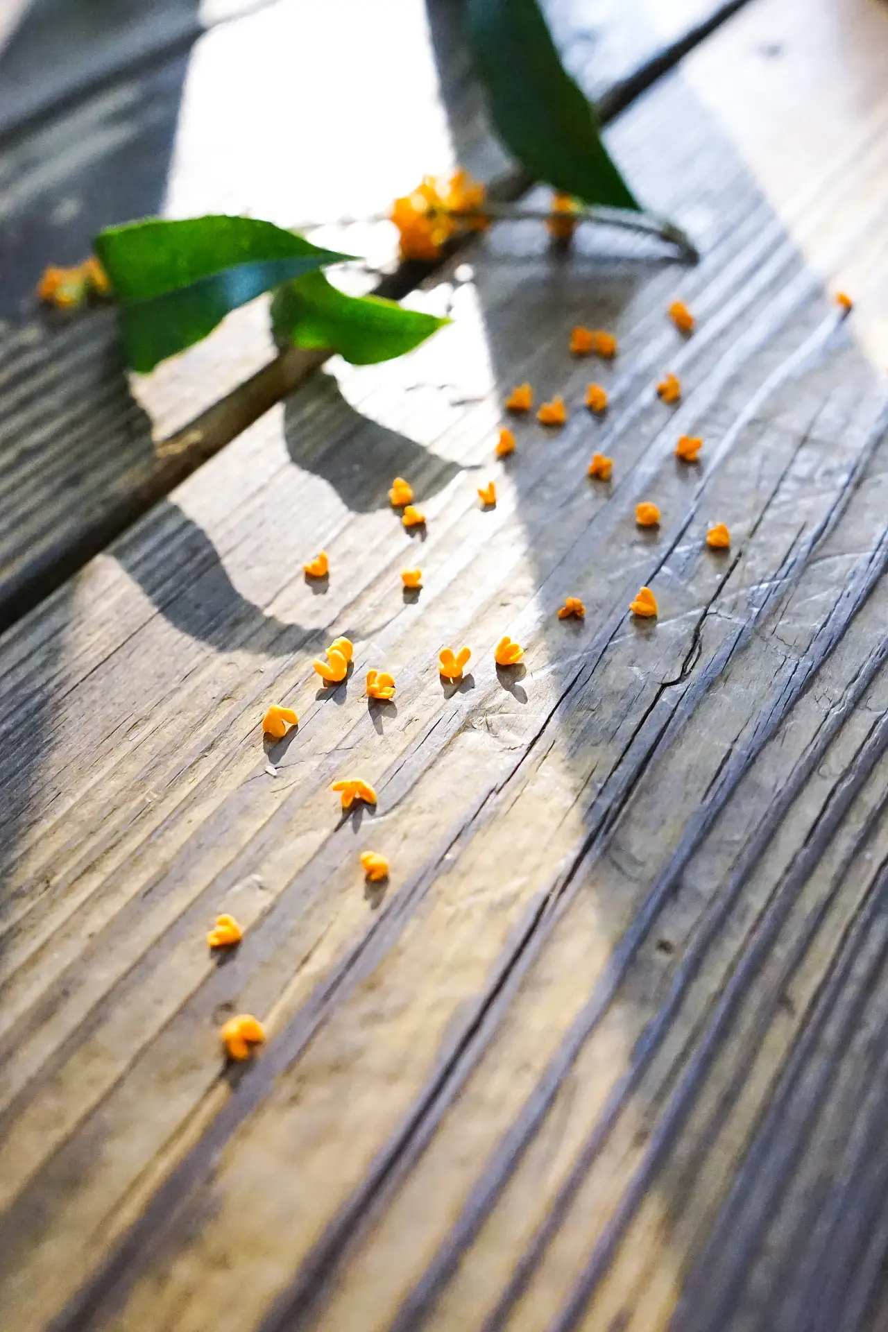 赞美桂花唯美诗词（十首唯美的桂花诗词）