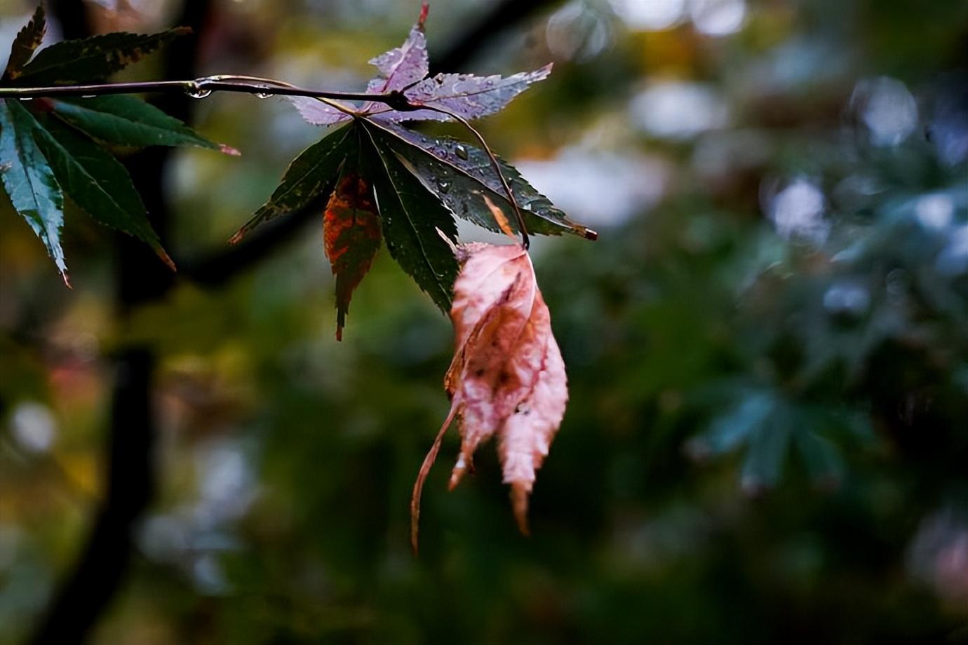 姚范的十首经典诗词鉴赏（山田水满秧针出，一路斜阳听鹧鸪）