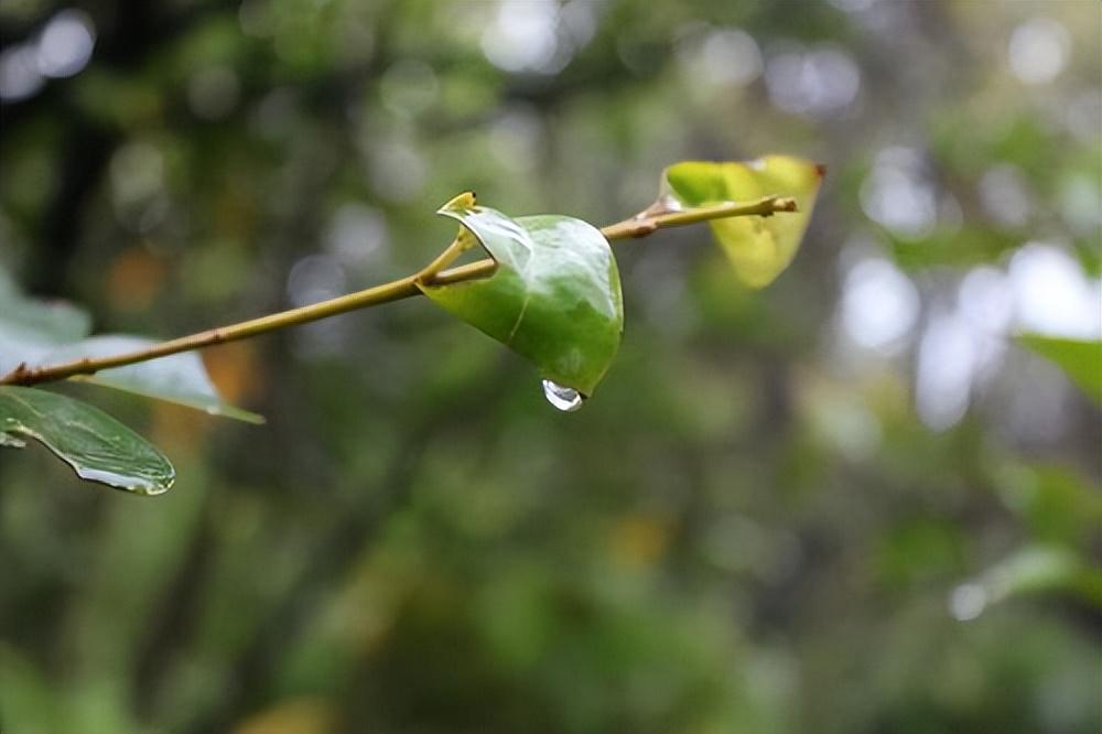 姚范的十首经典诗词鉴赏（山田水满秧针出，一路斜阳听鹧鸪）