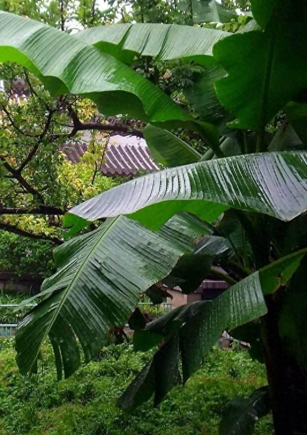 芭蕉唯美诗词大全（十首清新的咏芭蕉诗词）