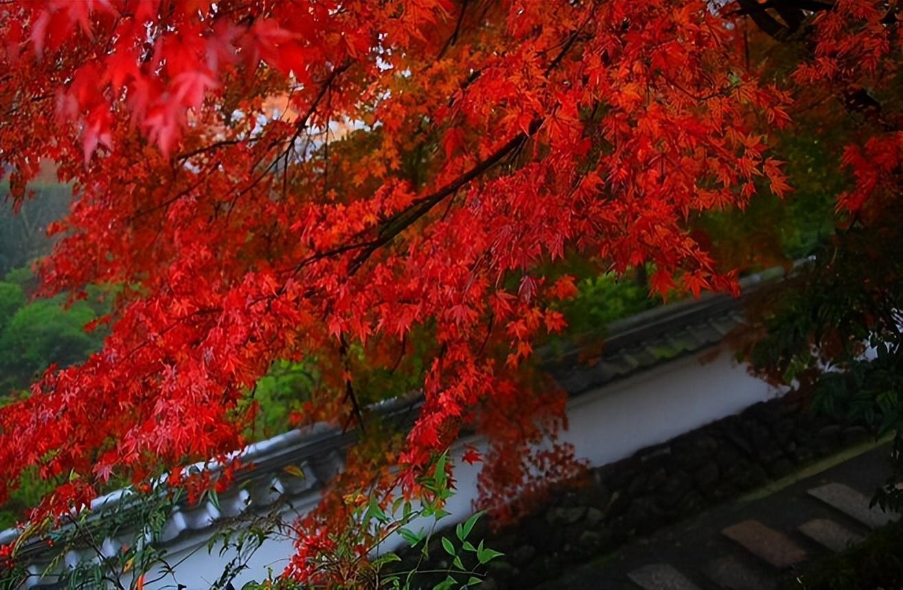 张孝祥唯美诗词大全（张孝祥的十首诗词）