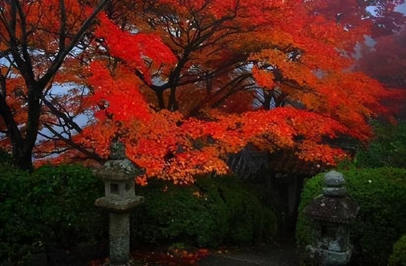 张孝祥唯美诗词大全（张孝祥的十首诗词）